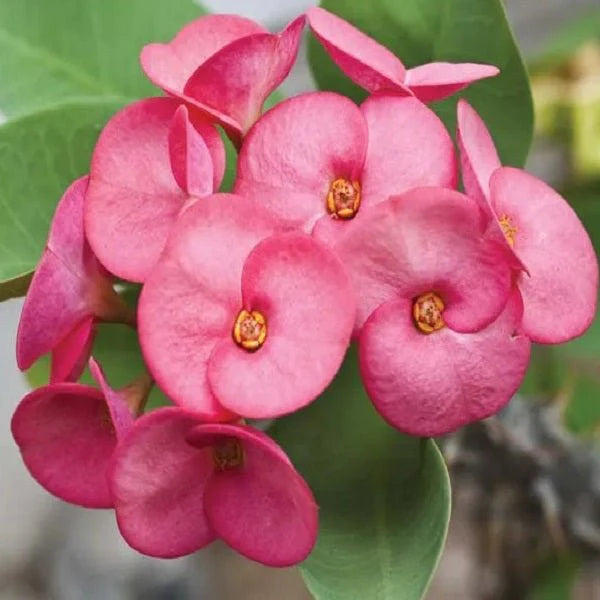 Euphorbia Flower seeds for Planting Low Maintenance Heirloom & GMO Free Seeds for Home Garden