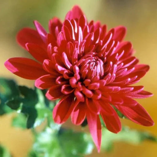 Chrysanthemum Red Flower seeds for Planting - Cut Flower Favorite, Heirloom & GMO Free Seeds for Home Garden