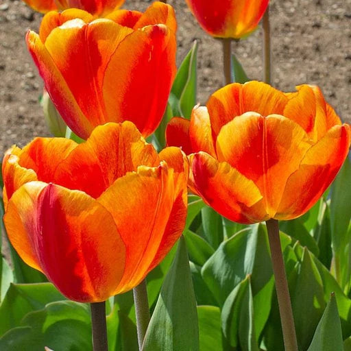 Tulip Orange Flower seeds for Planting - Drought Tolerant, Heirloom & GMO Free Seeds for Home Garden