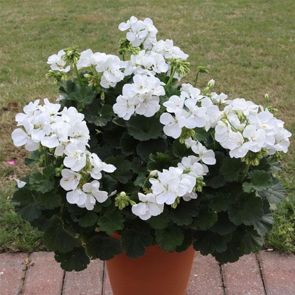 White Geranium Pelargonium Flower seeds for Planting - Drought Tolerant, Heirloom & GMO Free Seeds for Home Garden
