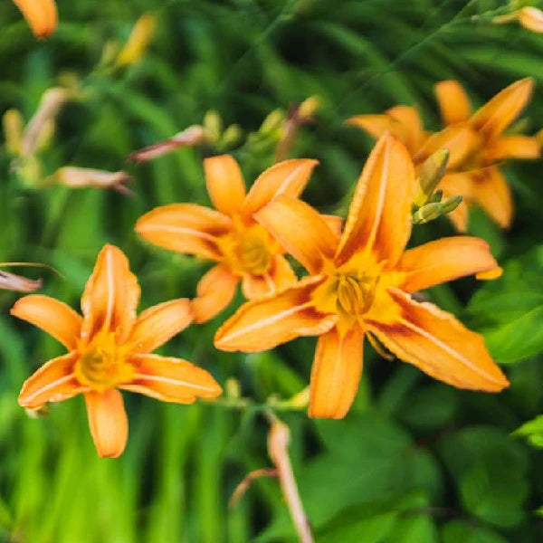 Orange Hemerocallis Flower seeds for Planting - Fragrant Blossoms, Heirloom & GMO Free Seeds for Home Garden