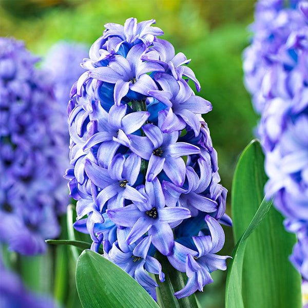 Blue Hyacinth Flower seeds for Planting - Perfect for Borders, Heirloom & GMO Free Seeds for Home Garden