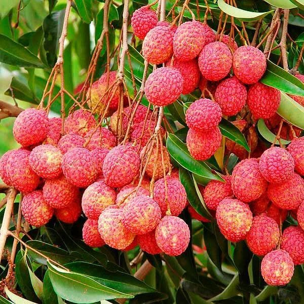 Orange Litchi Fruit Seeds for Planting - Grow Your Own Litchi Trees