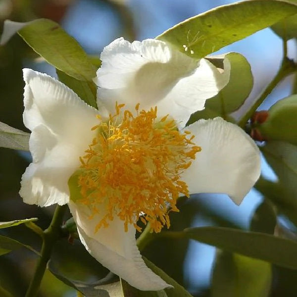 Eggflowers Flower seeds for Planting - Shade Tolerant, Heirloom & GMO Free Seeds for Home Garden