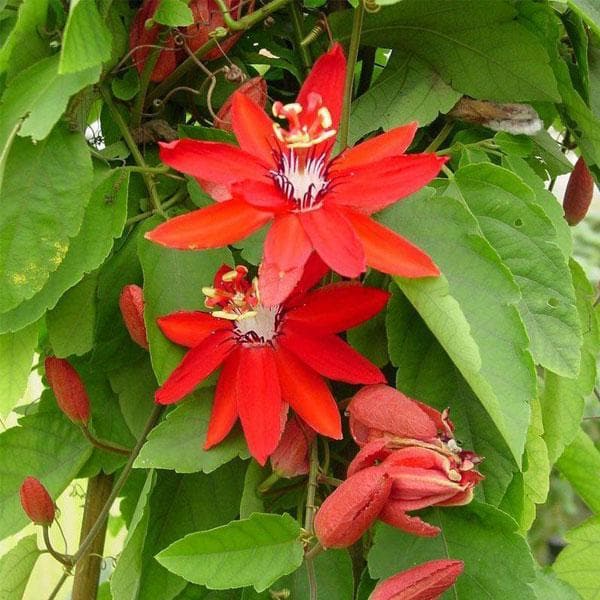 Red Blue Passiflora Flower Seeds for Planting Premium Quality Heirloom & GMO Free Seeds for Home Garden
Sale