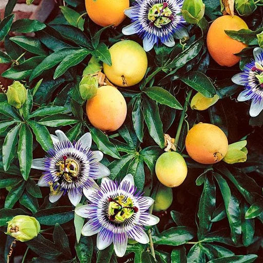 Orange Passion Fruit Seeds for Planting Grow Tropical Fruits at Home