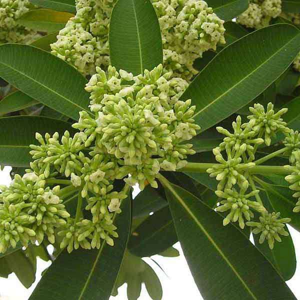 Ilex Paraguayensis Flower Seeds for Planting and Gardening Heirloom Non-GMO Seeds