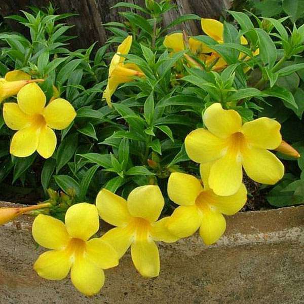 Allamanda Flower seeds for Planting Drought Tolerant Heirloom & GMO Free Seeds for Home Garden