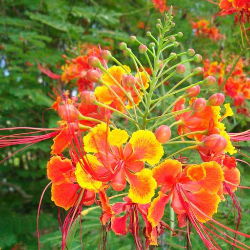 Mixed Caesalpinia Flower seeds for Planting Bright Blooms Heirloom & GMO Free Seeds for Home Garden