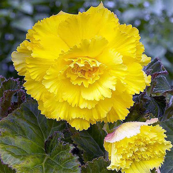 Light Yellow Carnation Flower seeds blooming in flower beds, containers, borders, and pollinator-friendly gardens