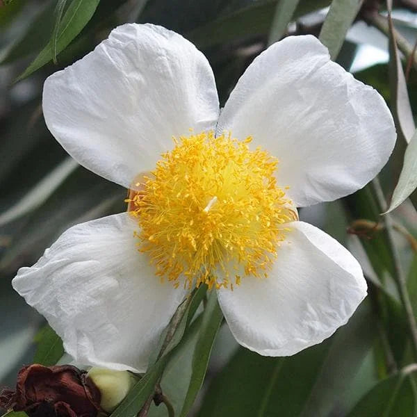 Eggflowers Flower seeds for Planting - Shade Tolerant, Heirloom & GMO Free Seeds for Home Garden