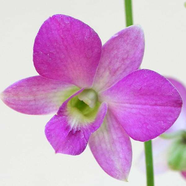 Lavender Dendrobium Flower seeds for Planting - Low Maintenance, Heirloom & GMO Free Seeds for Home Garden
Sale seeds for home garden