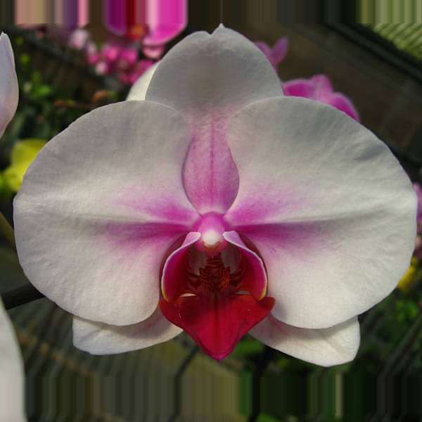 White Butterfly Orchid Flower seeds for Planting - Long Bloom Season, Heirloom & GMO Free Seeds for Home Garden