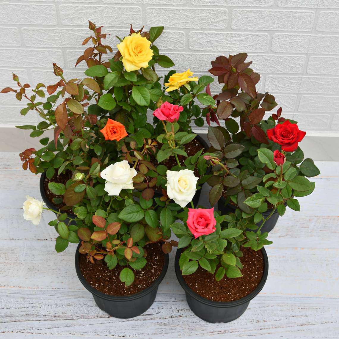 MultiColour Rose Flower Seeds for Planting Hardy Variety Heirloom & GMO Free Seeds for Home Garden
Sale