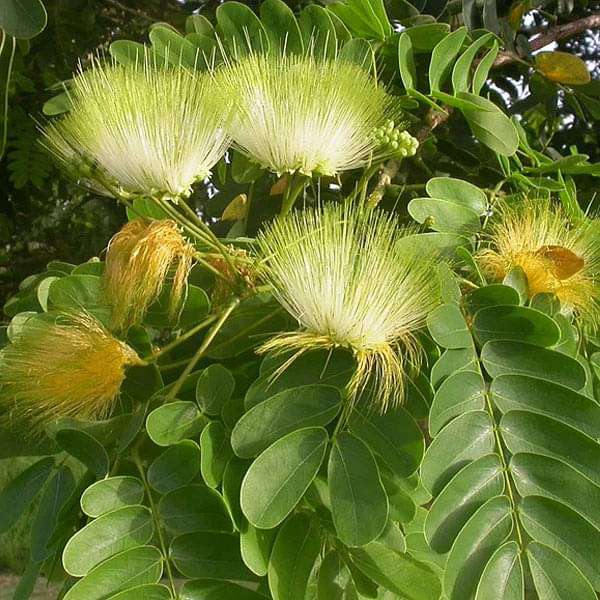 Green Albizia Flower Seeds for Planting Cut Flower Favorite Heirloom & GMO Free Seeds for Home Garden
Sale
