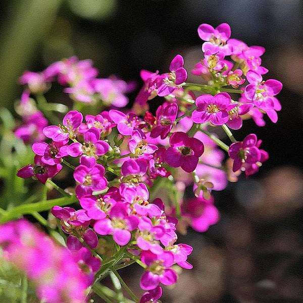 Heirloom Alyssum Flower seeds blooming in flower beds, containers, borders, and pollinator-friendly gardens