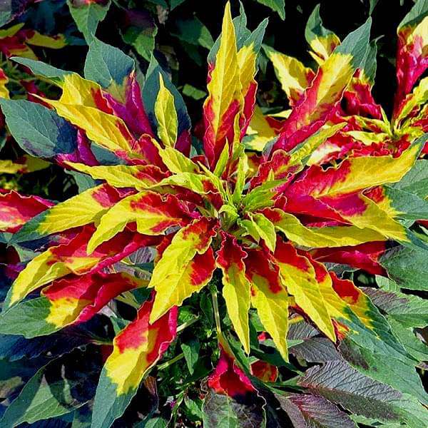 Red Yellow Poinsettia Flower seeds for Planting - Premium Quality, Heirloom & GMO Free Seeds for Home Garden