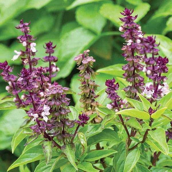 Purple Basil Seeds for Fragrant, Purple Basil Leaves