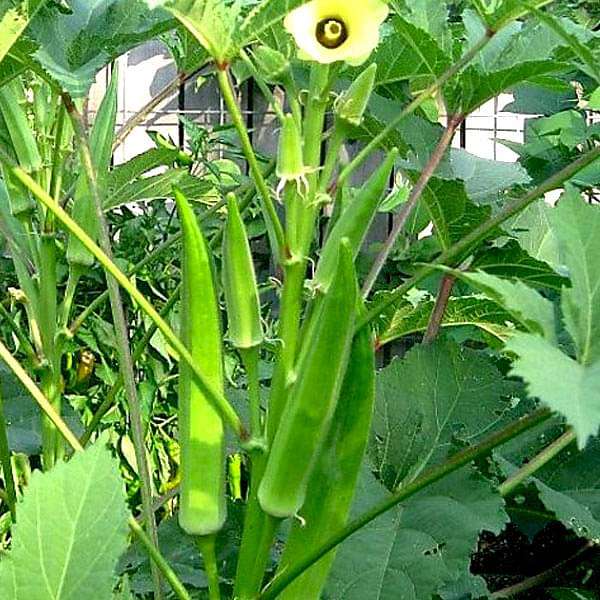 Orka Vegetable Seeds for Planting