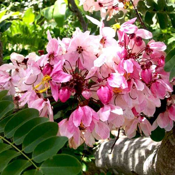 Javanica Flower seeds for Planting - Fragrant Blossoms, Heirloom & GMO Free Seeds for Home Garden