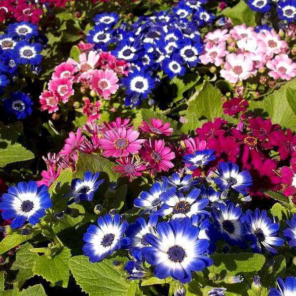 Mixed Colors Flower Seeds Flower seeds for Planting - Bright Blooms, Heirloom & GMO Free Seeds for Home Garden