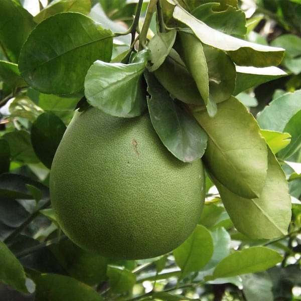 Pomelo Fruit Seeds for Planting - Grow Exotic Citrus Fruit at Home, Sweet & Juicy Pomelo Tree Seeds
