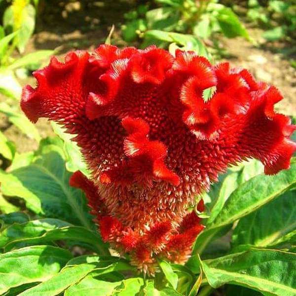 Heirloom Rooster Flower seeds blooming in flower beds, containers, borders, and pollinator-friendly gardens