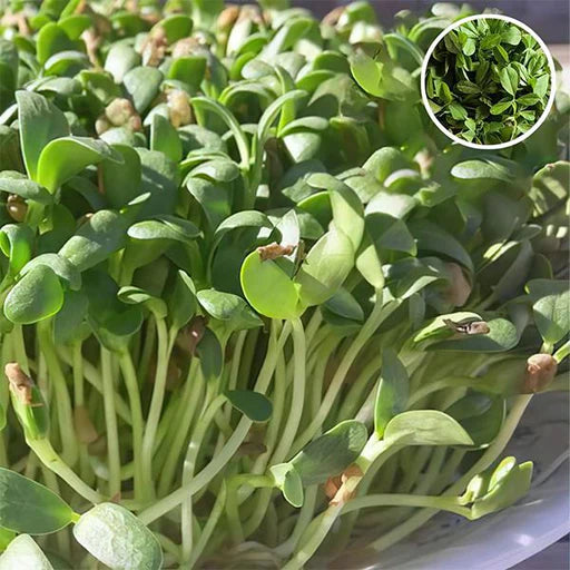 Sunflower Microgreens Flower seeds for Planting - Cottage Garden Essential, Heirloom & GMO Free Seeds for Home Garden