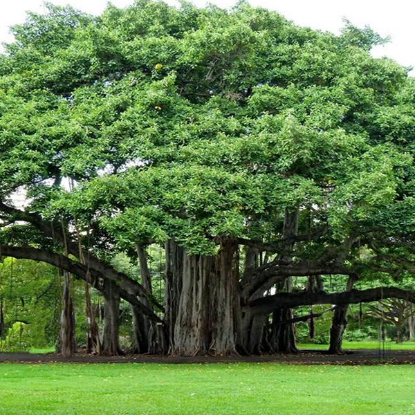 Green Banyan Tree Planting Seeds for Your Garden