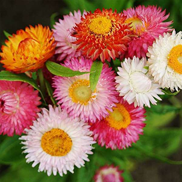 MultiColour Helichrysum Bracteatum Flower Seeds for Planting Cottage Garden Essential Heirloom & GMO Free Seeds for Home Garden
Sale