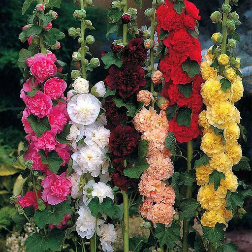 Hollyhock Flower seeds blooming in flower beds, containers, borders, and pollinator-friendly gardens