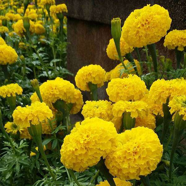 Goldmelisse Flower seeds for Planting - Compact Growth, Heirloom & GMO Free Seeds for Home Garden