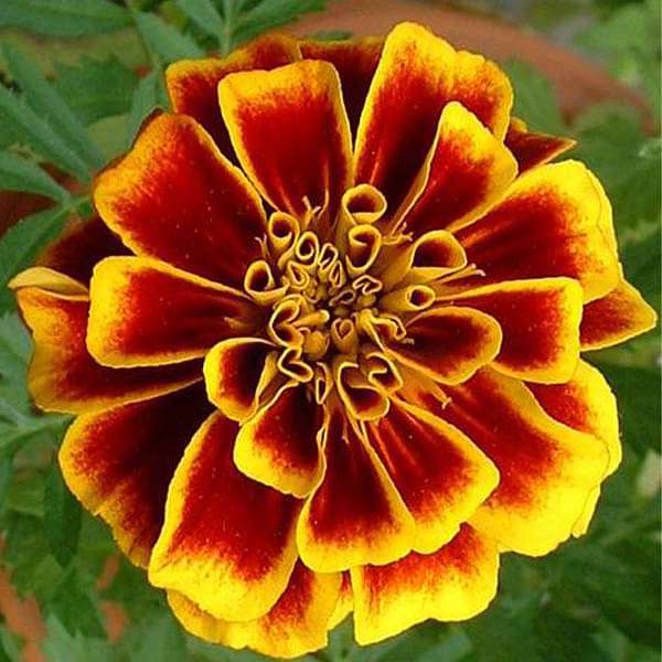 Red Flower Pot Flower seeds for Planting - Vibrant Colors, Heirloom & GMO Free Seeds for Home Garden