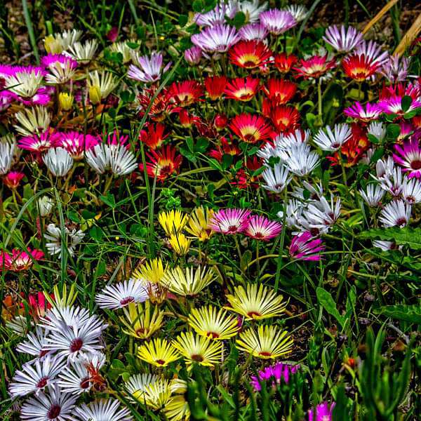 Mixed Ice Flower Planting Seeds Collection