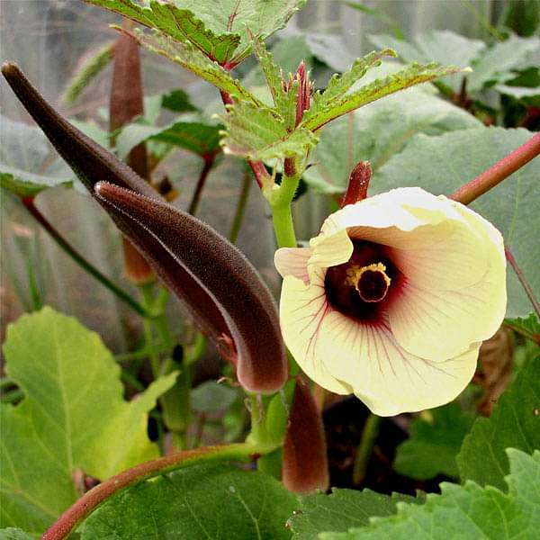 Seltene KochenFlowers Okra Red Burgundy Seeds for Planting - Perfect for Vegetable Garden