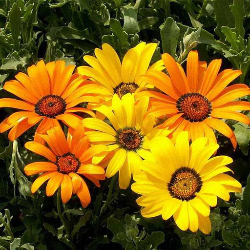 Yellow Osteospermum Flower seeds for Planting - Bright Blooms, Heirloom & GMO Free Seeds for Home Garden