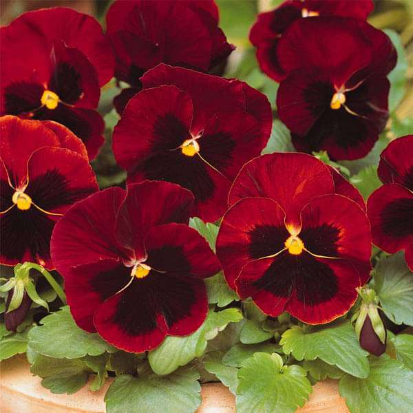 Brown Pansy Flower Seeds for Planting Cottage Garden Essential Heirloom & GMO Free Seeds for Home Garden
Sale