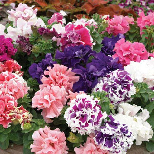 Double Petunia Petunia spp. Flower Seeds for Planting in Flower Bed & Garden