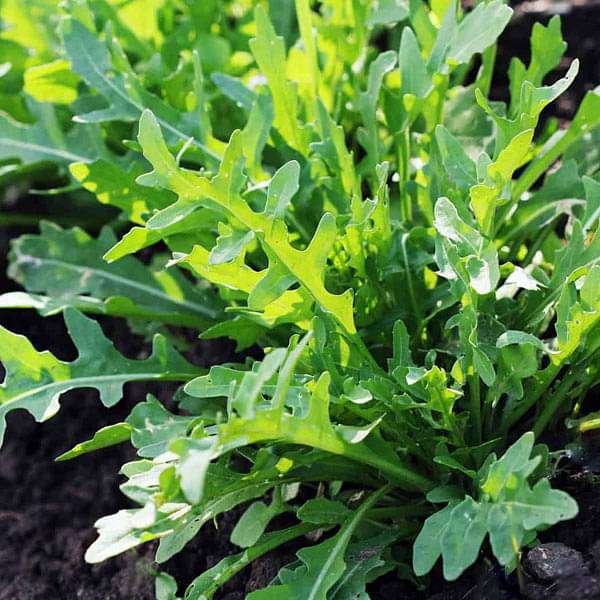 Green Rucola Vegetable Seeds for Planting