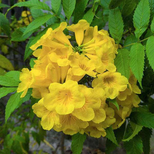 Yellow Alcea Ficifolia Flower seeds for Planting - Long Bloom Season, Heirloom & GMO Free Seeds for Home Garden