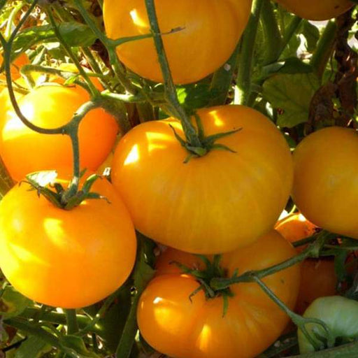 Yellow Vegetable Seeds for Bright, Nutrient-Packed Veggies