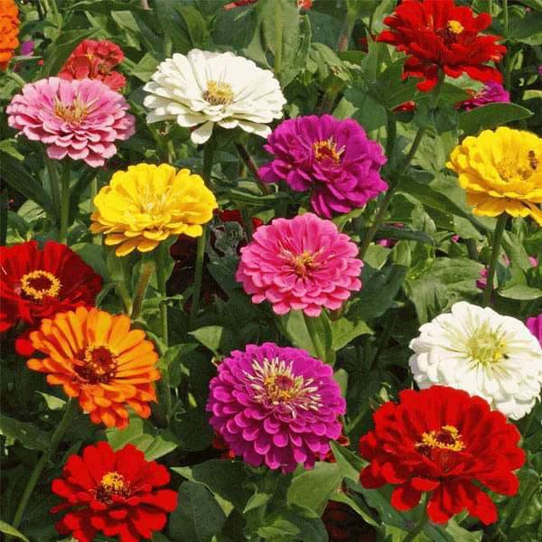 Deep Pink Zinnia Elegans Flower seeds for Planting - Wildflower Mix, Heirloom & GMO Free Seeds for Home Garden