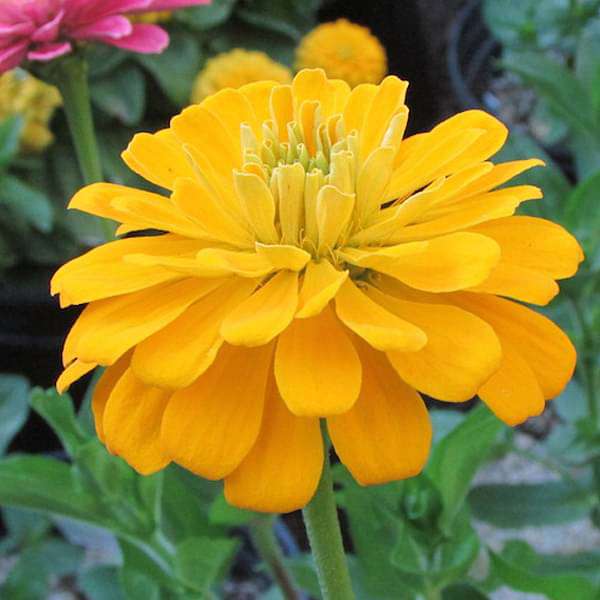 Dark Yellow Zinnia Flower seeds for Planting Cut Flower Favorite Heirloom & GMO Free Seeds for Home Garden