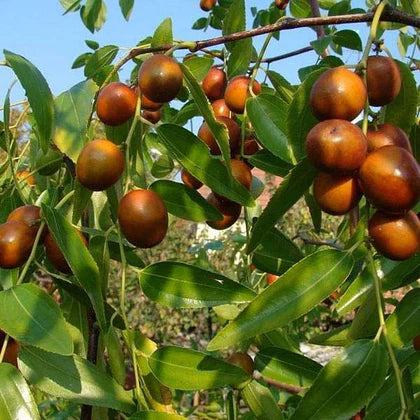 Mauritiana Fruit Seeds for Spring and Summer Planting
