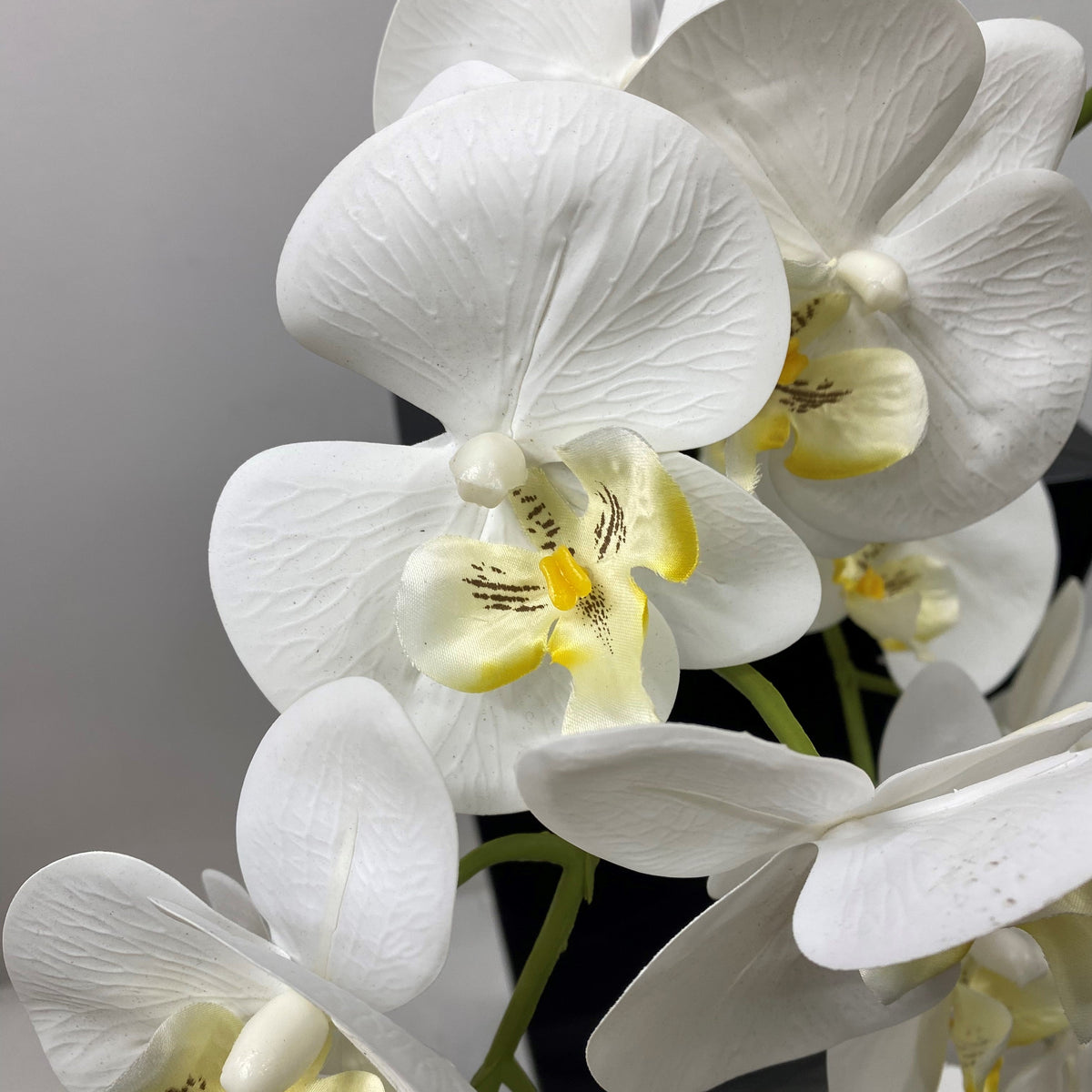 Phalaenopsis Orchid Flower seeds blooming in flower beds, containers, borders, and pollinator-friendly gardens