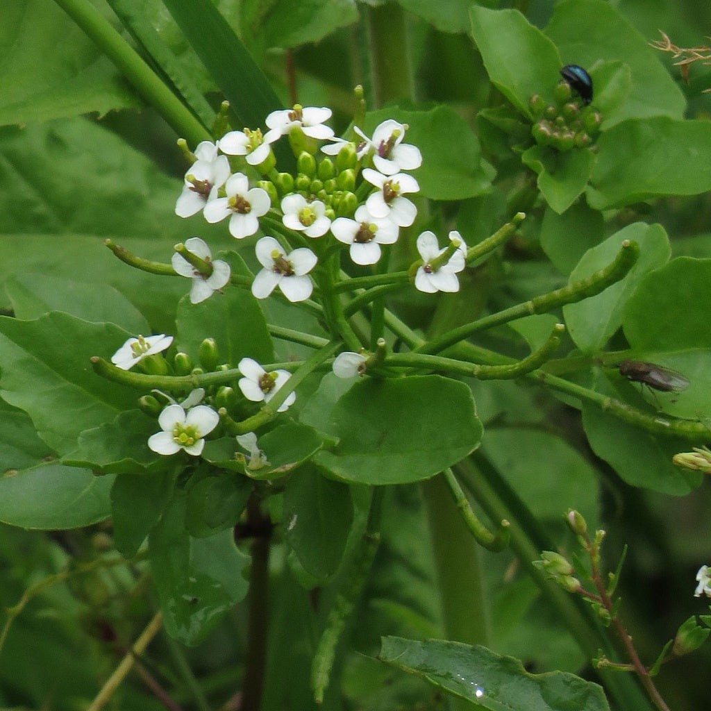 Green Nasturtium Flower seeds for Planting - Shade Tolerant, Heirloom & GMO Free Seeds for Home Garden