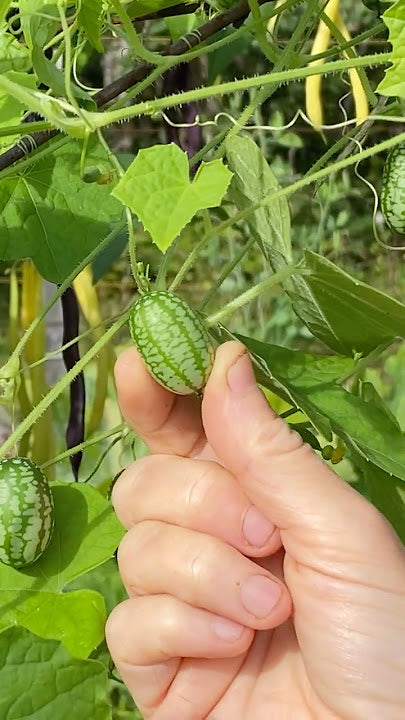 Cucumber Vegetable Seeds Planting Instructions