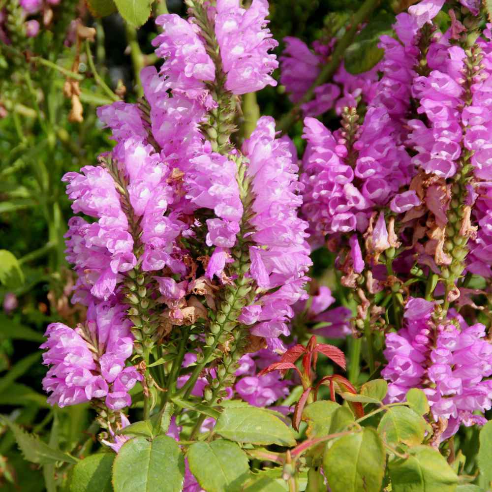 Pink Physostegia Flower seeds blooming in flower beds, containers, borders, and pollinator-friendly gardens