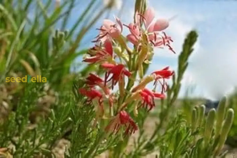 Oenothera Suffrutescens Flower Seeds Evening Primrose Planting For Vibrant Garden Blooms