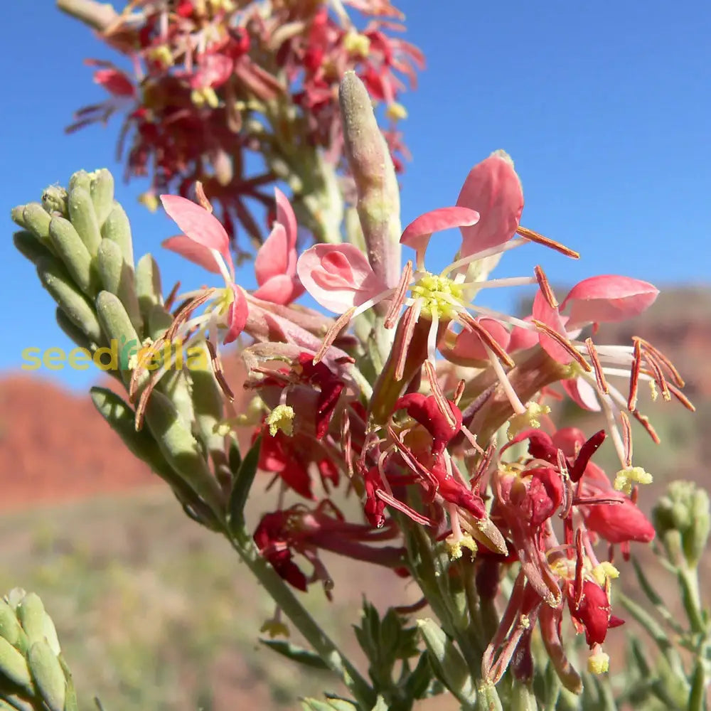Oenothera Suffrutescens Flower Seeds Evening Primrose Planting For Vibrant Garden Blooms